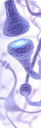 BioLegend offers specialized antibody sampler kits for neuroscience research