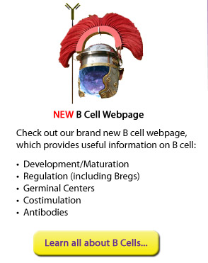 NEW B Cell Webpage: Check out our brand new B cell webpage, which provides useful information on B cell:Development/Maturation, Regulation (including Bregs), Germinal Centers, Costimulation, Antibodies