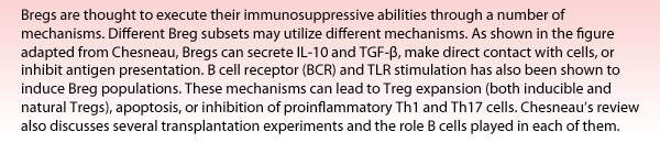 Bregs are thought to execute their immunosuppressive abilities through a number of mechanisms. Different Breg subsets may utilize different mechanisms. As shown in the figure adapted from Chesneau, Bregs can secrete IL-10 and TGF-?, make direct contact with cells, or inhibit antigen presentation. B cell receptor (BCR) and TLR stimulation has also been shown to induce Breg populations. These mechanisms can lead to Treg expansion (both inducible and natural Tregs), apoptosis, or inhibition of proinflammatory Th1 and Th17 cells. Chesneau's review also discusses several transplantation experiments and the role B cells played in each of them.