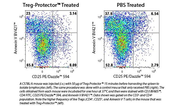 A C57BL/6 mouse was injected (i.v.) with 50 ug of Treg-Protector 15 minutes before harvesting the spleen to isolate lymphocytes (left). The same procedure was done with a control mouse that only received PBS (right). The cells obtained from each mouse were incubated for one hour at 37C and then were stained with CD3 BV605, CD4 FITC, CD25 PE/Dazzle 594, and Annexin V BV421. Data shown was gated on the CD3+ and CD4+ population. Note the higher frequency of live Tregs (CD4+, CD25+, and Annexin V- T cells) in the mouse that was treated with Treg-Protector (top).