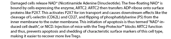 Damaged cells release NAD (Nicotinamide Adenine Dinucleotide). The free-floating NAD is bound by cells expressing the enzyme, ARTC2. ARTC2 then transfers ADP-ribose onto surface proteins like P2X7. This activates P2X7 for ion transport and causes downstream effects like the cleavage of L-selectin (CD62L) and CD27 and outer membrane expression of phosphatidylserine (PS). This last effect leads to apoptosis and thus, this process is termed 'NAD-induced cell death', or NICD. Injection of mice with the Treg-Protector blocks ARTC2 function and thus, prevents apoptosis and shedding of characteristic surface markers of this cell type, making it easier to recover more live Tregs.
