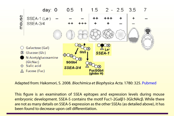 Adapted from: Hakomori, S. 2008. Biochimica et Biophysica Acta. 1780: 325. Pubmed. This figure is an examination of SSEA epitopes and expression levels during mouse embryonic development. SSEA-5 contains the motif Fuc1-2Galbeta1-3GlcNAcbeta. While there are not as many details on SSEA-5 expression as the other SSEAs (as detailed above), it has been found to decrease upon cell differentiation.