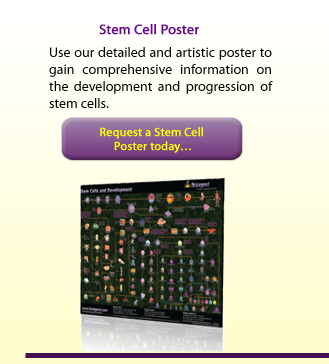 Stem Cell Poster: Use our detailed and artistic poster to gain comprehensive information on the development and progression of stem cells.