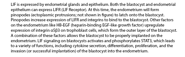 LIF is expressed by endometrial glands and epithelium. Both the blastocyst and endometrial epithelium can express LIFR (LIF Receptor). At this time, the endometrium will form pinopodes (ectoplasmic protrusions; not shown in figure) to latch onto the blastocyst. Pinopodes increase expression of LIFR and integrins to bind to the blastocyst. Other factors on the endometrium like HB-EGF (heparin-binding EGF-like growth factor) upregulate expression of integrin ?5?3 on trophoblast cells, which form the outer layer of the blastocyst. A combination of these factors allows the blastocyst to be properly implanted on the endometrium. LIF signaling on blastocysts activates and phosphorylates STAT3, which leads to a variety of functions, including cytokine secretion, differentiation, proliferation, and the invasion (or successful implantation) of the blastocyst into the endometrium.