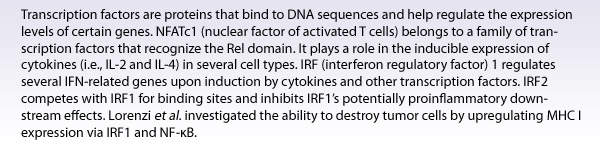 Transcription factors are proteins that bind to DNA sequences and help regulate the expression levels of certain genes. NFATc1 (nuclear factor of activated T cells) belongs to a family of transcription factors that recognize the Rel domain. It plays a role in the inducible expression of cytokines (i.e., IL-2 and IL-4) in several cell types. IRF (interferon regulatory factor) 1 regulates several IFN-related genes upon induction by cytokines and other transcription factors. IRF2 competes with IRF1 for binding sites and inhibits IRF1's potentially proinflammatory downstream effects. Lorenzi et al. investigated the ability to destroy tumor cells by upregulating MHC I expression via IRF1 and NF-kB.