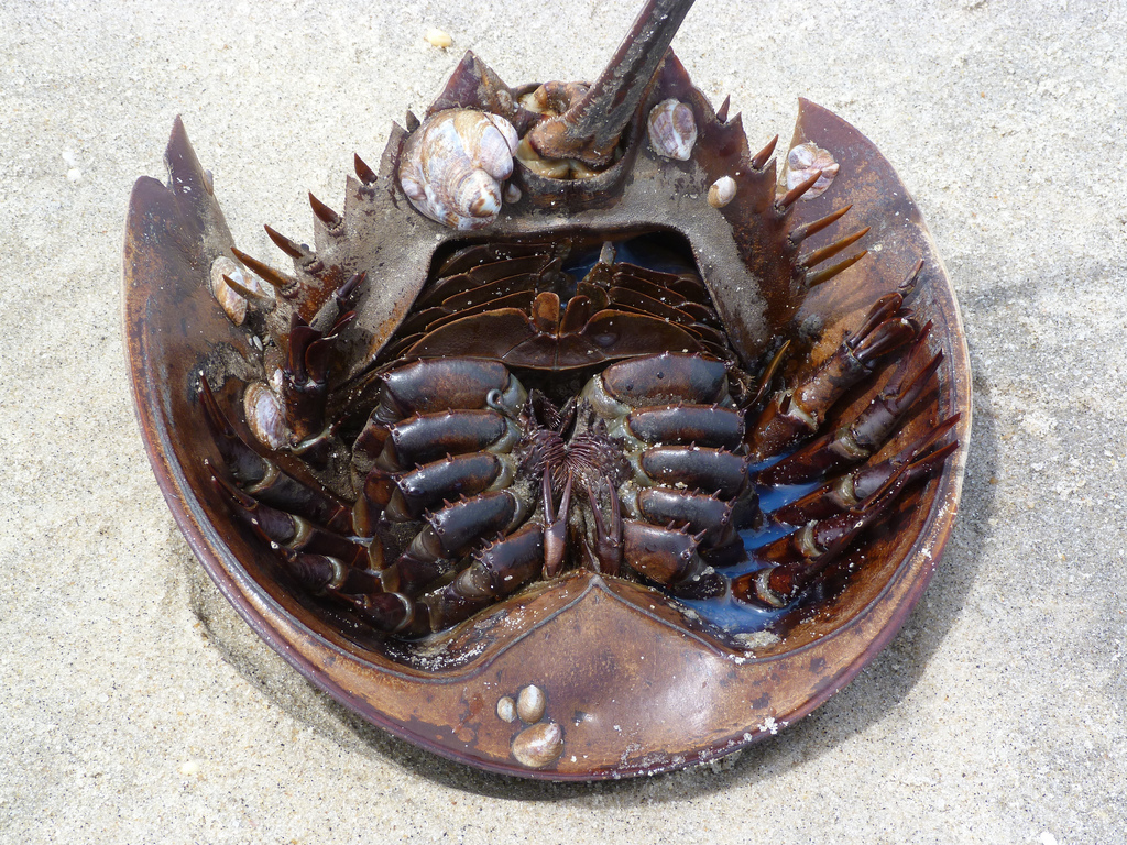 How do horseshoe crabs survive