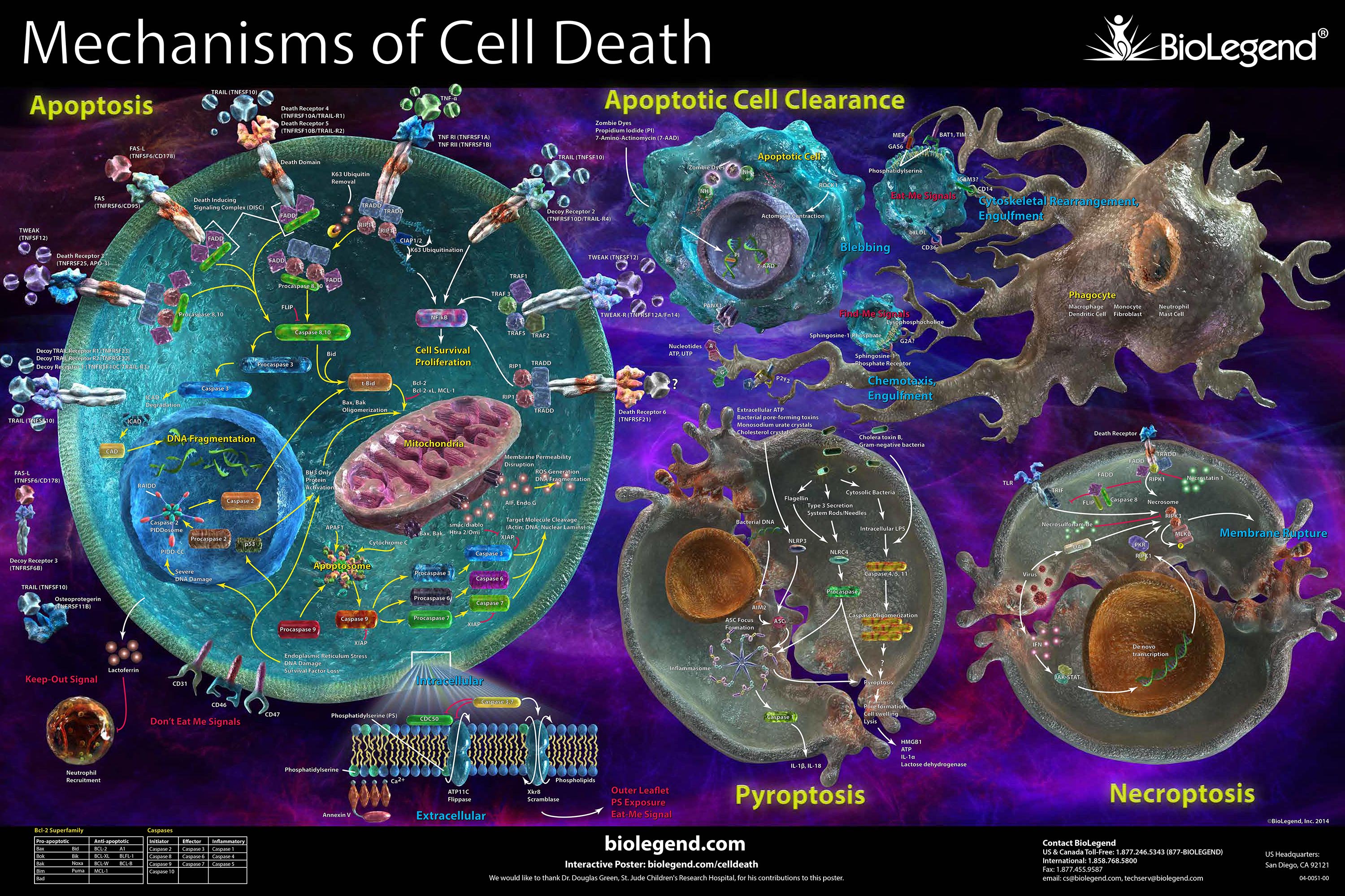 Apoptosis and Cell Health Tools