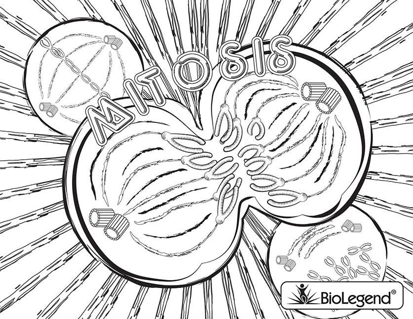Free Printable Biology Coloring Pages