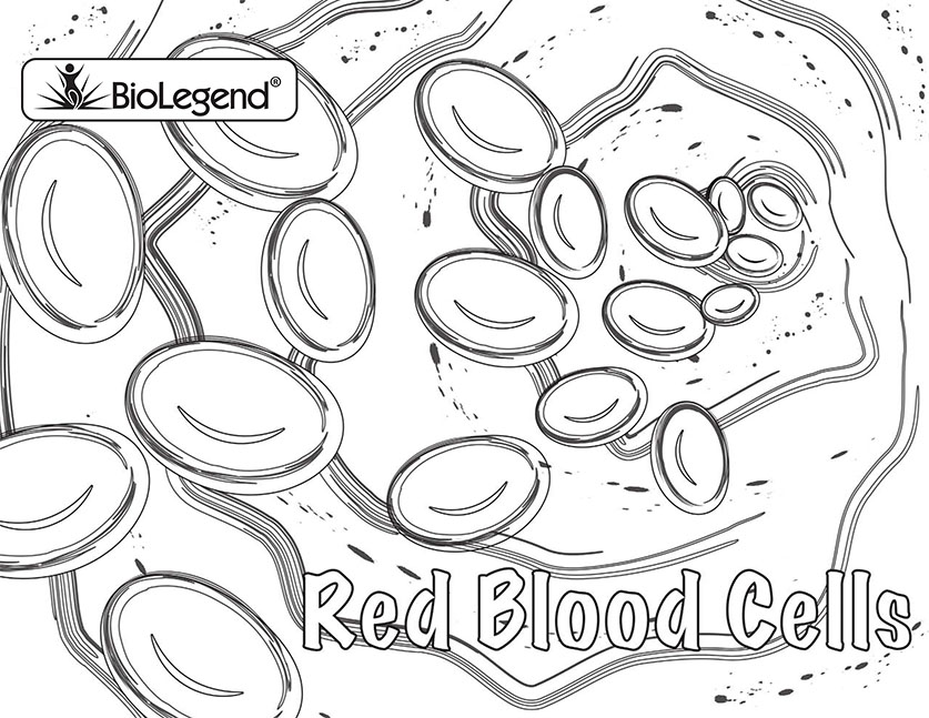 Printable Human Cell Coloring Pages