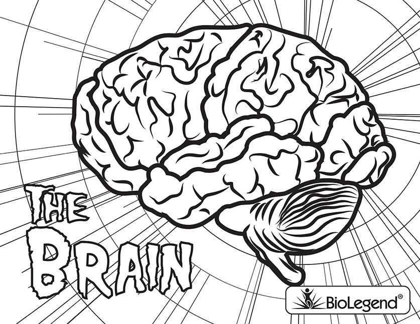 Parts Of The Brain Coloring Page This pigment is what colors the skin ...
