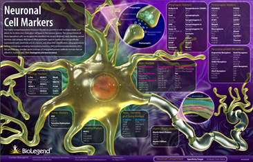 Download our neuronal cell markers poster