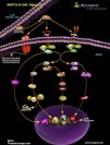 BAFF in B-Cell Signaling Pathway