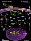 Chemokine Signaling Pathway