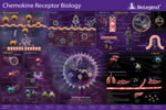 Chemokine Receptor Biology Pathway
