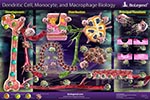Dendritic Cell, Monocyte, and Macrophage Biology Pathway