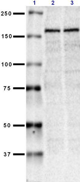 Purified anti-NMDAR2A Antibody anti-NMDAR2A - N327/95